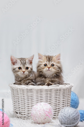 Cute purebred tabby kittens in a wicker basket with balls of yarn on a white carpet in a light interior. Banner with a place for writing, a blank for an advertising layout.