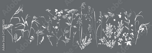 Field flowers and grasses, line drawing. Vector illustration	