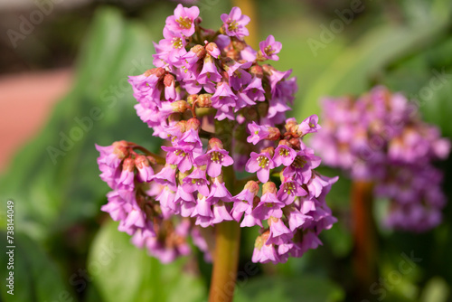 Wallpaper Mural Succulent bergenia close up. Flowering plant in natural environment. Bergenia crassifolia. Torontodigital.ca
