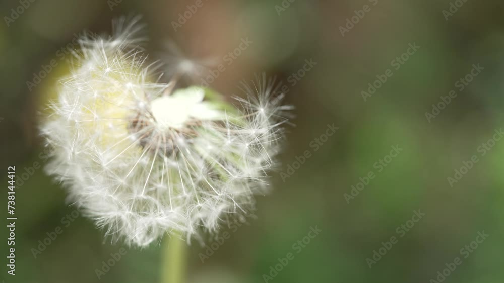 Macro Shot of Dandelion in slow motion Macro Shot of Dandelion in slow motion