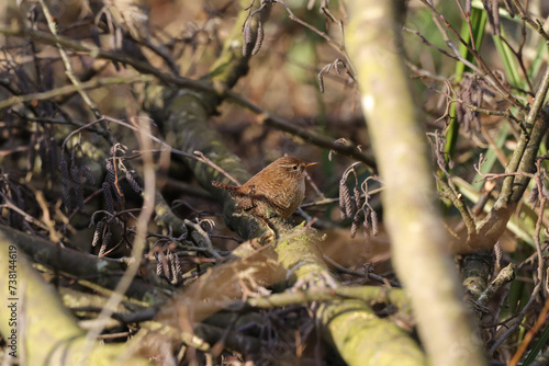 Troglodyte mignon  Troglodytes troglodytes  Troglodytes troglodytes in its natural element 