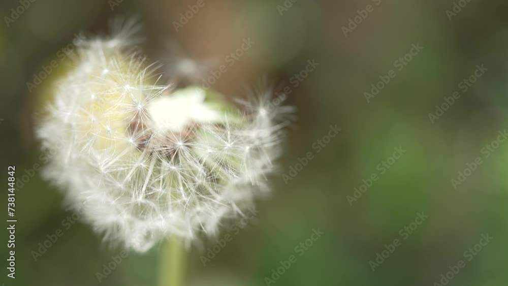 Macro Shot of Dandelion in slow motion Macro Shot of Dandelion in slow motion