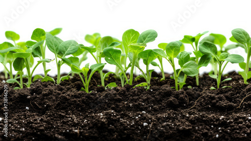 An agriculture with black soil on white background