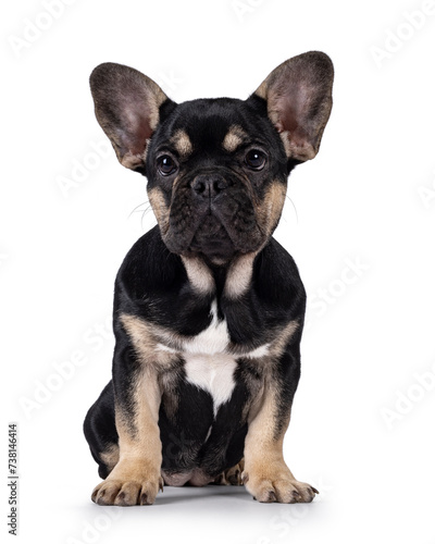 Cute black with brown french Bulldog dog puppy, sitting facing front. Looking towards camera. Isolated on a white background. © Nynke