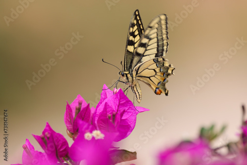 Bilde på lerret dovetail butterfly on pink bougainvillea flowers