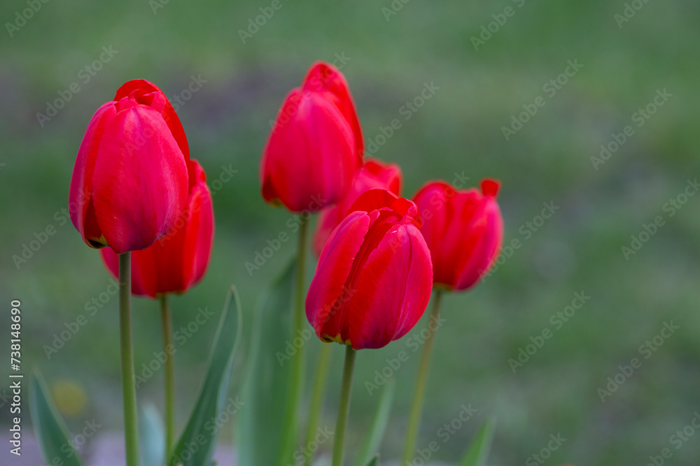 Obraz premium Red tulips background. Flower bud in spring in the sunlight. Flowerbed with flowers. Tulip close-up. Red flower
