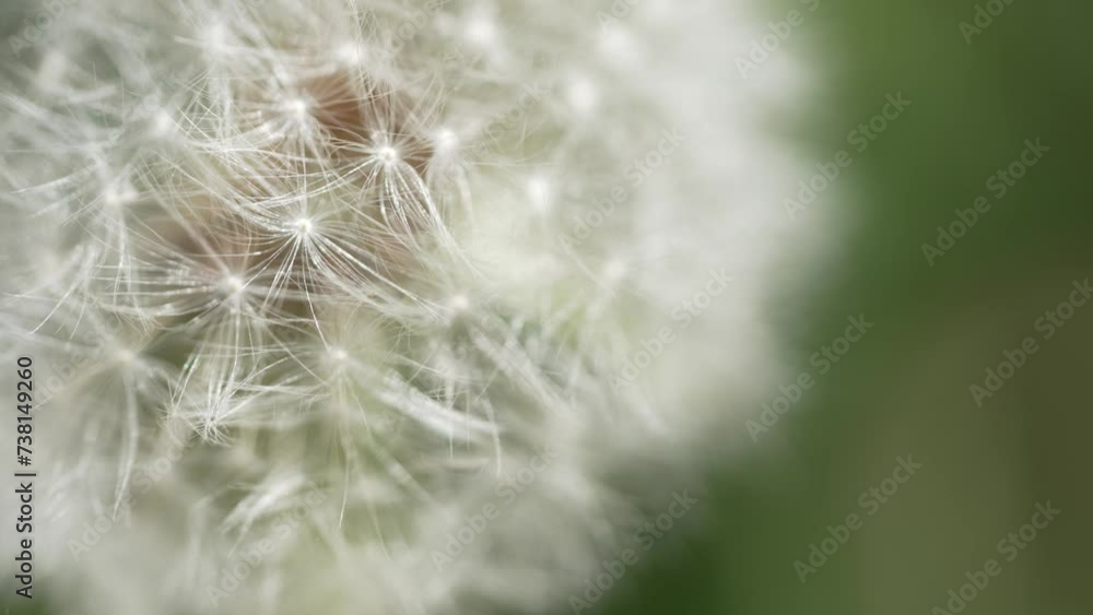 Macro Shot of Dandelion in slow motion Macro Shot of Dandelion in slow motion
