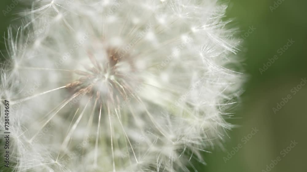 Macro Shot of Dandelion in slow motion Macro Shot of Dandelion in slow motion