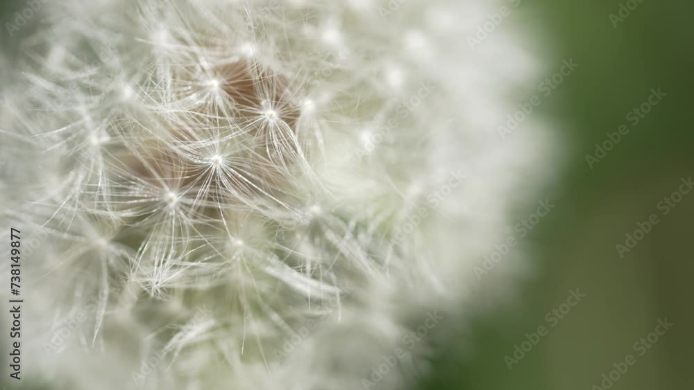 Macro Shot of Dandelion in slow motion Macro Shot of Dandelion in slow motion