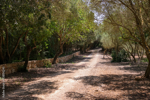 gravel path in a mediterranean forest