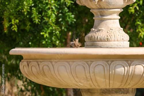 a bird bathes in a mediterranean fountain