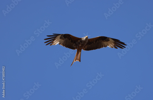 soaring red kite in the blue sky © Marcel