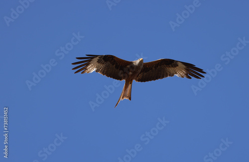 soaring red kite in the blue sky