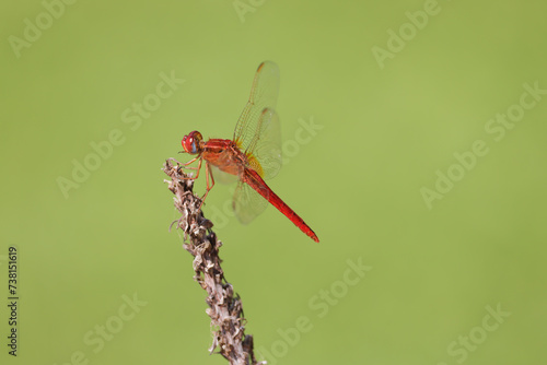 a red dragonfly on a twig with beautiful green background