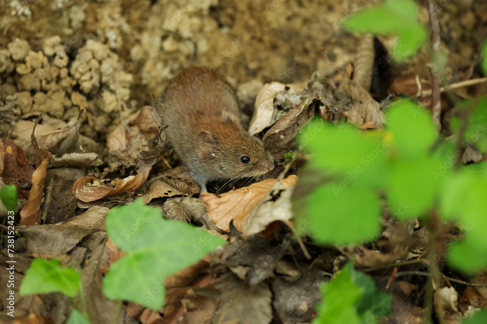 Obraz premium a mouse in the forests of Switzerland