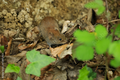 a mouse in the forests of Switzerland