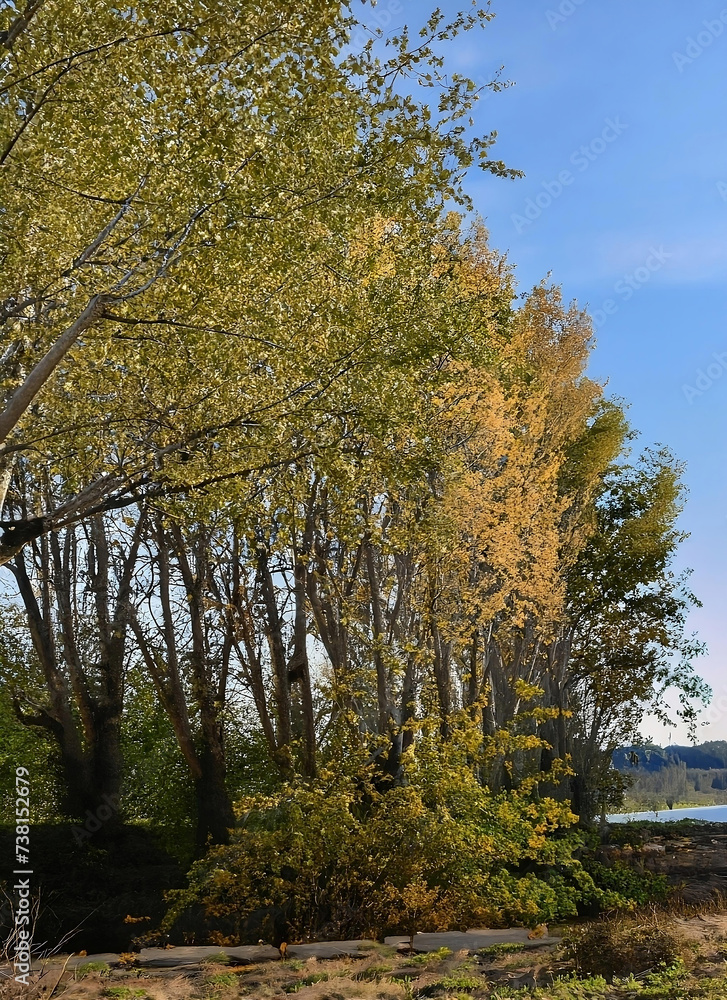  tree poplar: Autumn Trees Displaying Early Fall Colors by a Serene Lakeside