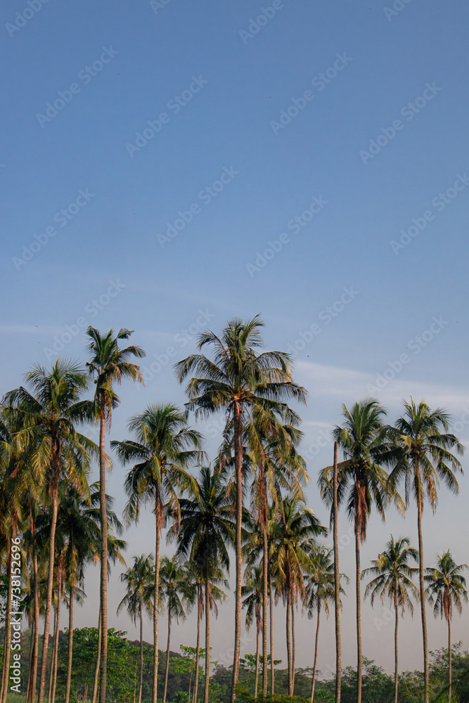 roadside coconut plantation with twilight sky in the afternoon.