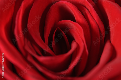 Close up macro shot of a red rose. 