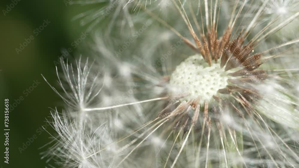 Macro Shot of Dandelion in slow motion Macro Shot of Dandelion in slow motion
