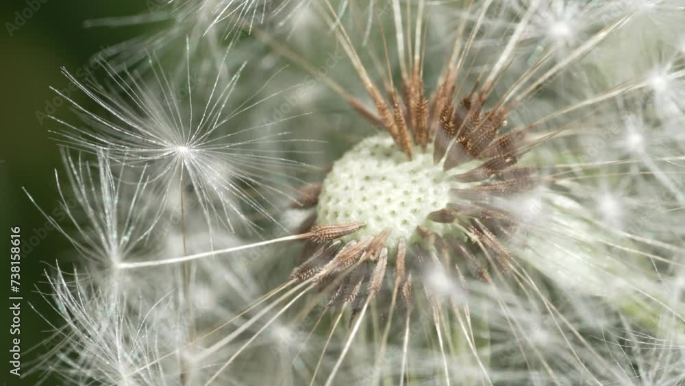 Macro Shot of Dandelion in slow motion
