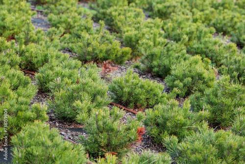 Mountain pine (Pinus mugo) seedlings . Plant irrigation system..Wood chips on geotextile