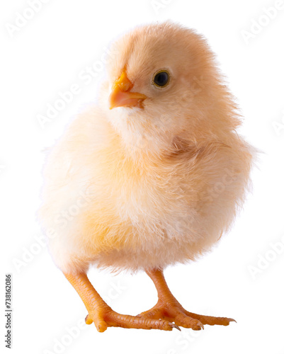 Obraz na płótnie Bright yellow chicken chick signals spring has arrived w salonie