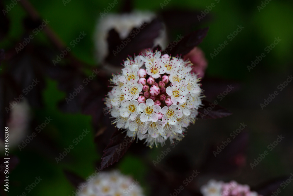 Dozens of white flowers of purple leaved Physocarpus opulifolius in may Dozens of white flowers of purple leaved Physocarpus opulifolius in may