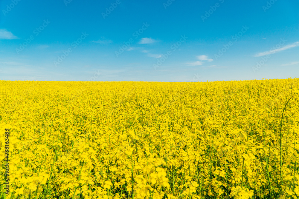 Yellow field rapeseed in bloom. Yellow rapeseed field and blue sky