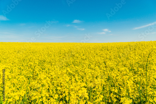 Yellow field rapeseed in bloom. Yellow rapeseed field and blue sky