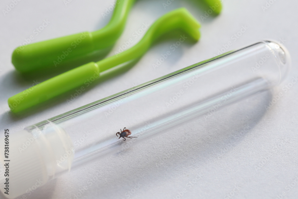 Inside test tube live encephalitic tick, spreading insect, skin puller ...