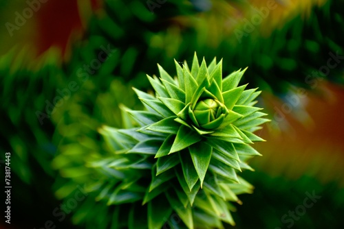 Photography Closeup of monkey puzzle tree branch, England, UK