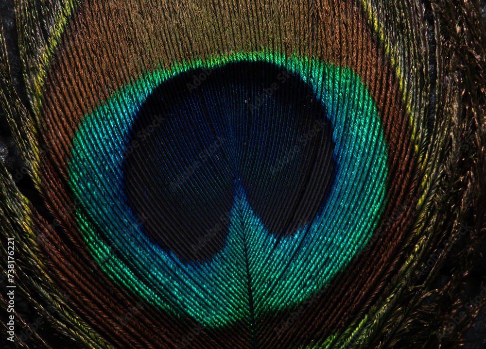 Obraz premium peacock feather background
