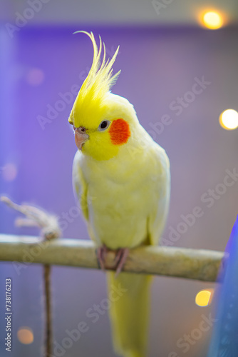 Beautiful photo of a bird. Ornithology.Funny parrot.Cockatiel parrot. Home pet yellow bird.Beautiful feathers.Love for animals.Cute cockatiel.Home pet parrot.A bird with a crest.Natural color. memes.