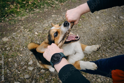 A happy corgi dog stands on its hind legs, playfully holding a stick in its mouth. Puppy playing with a woman in park, top view, creating a warm and playful scene.