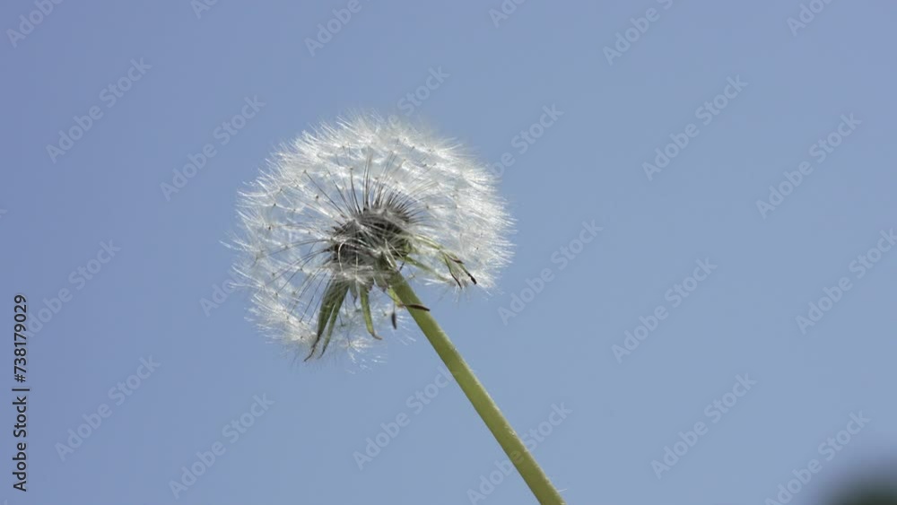 Macro Shot of Dandelion in slow motion Macro Shot of Dandelion in slow motion