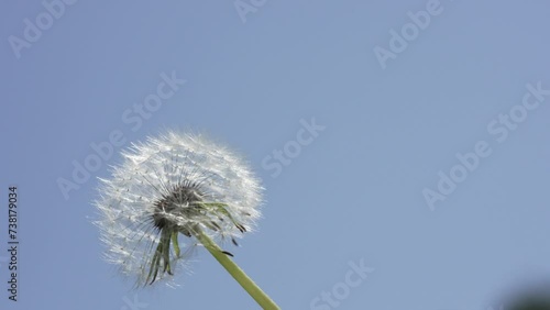 Wallpaper Mural Macro Shot of Dandelion in slow motion Torontodigital.ca