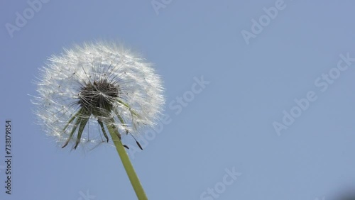 Wallpaper Mural Macro Shot of Dandelion in slow motion Torontodigital.ca