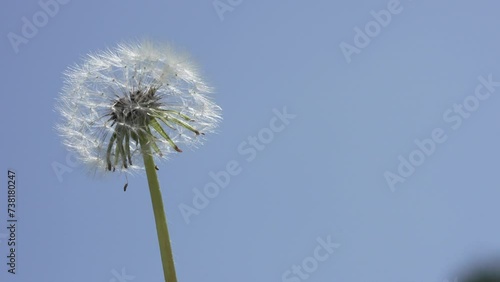 Wallpaper Mural Macro Shot of Dandelion in slow motion Torontodigital.ca