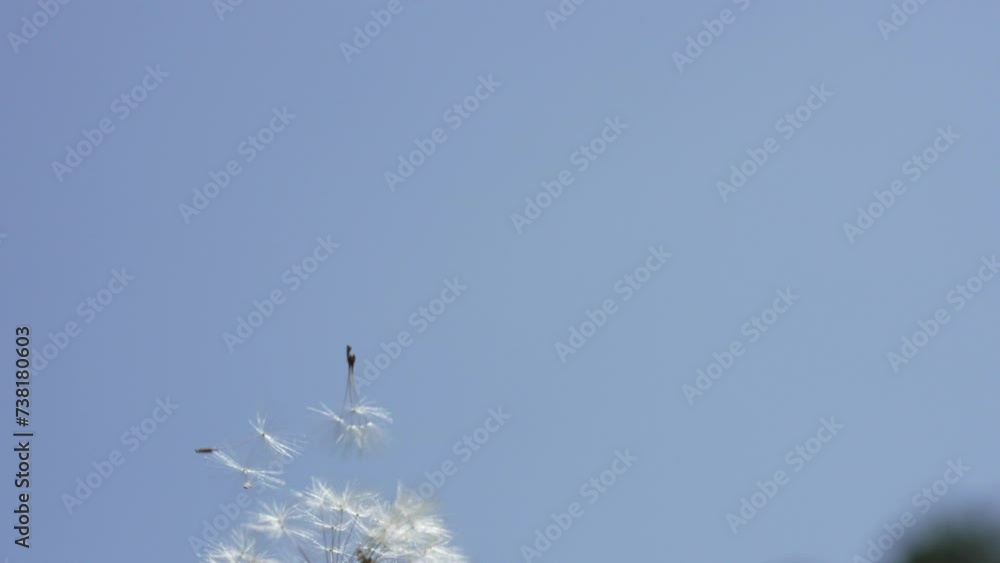Macro Shot of Dandelion in slow motion Macro Shot of Dandelion in slow motion