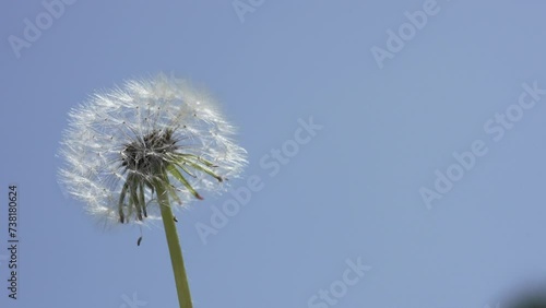 Wallpaper Mural Macro Shot of Dandelion in slow motion Torontodigital.ca