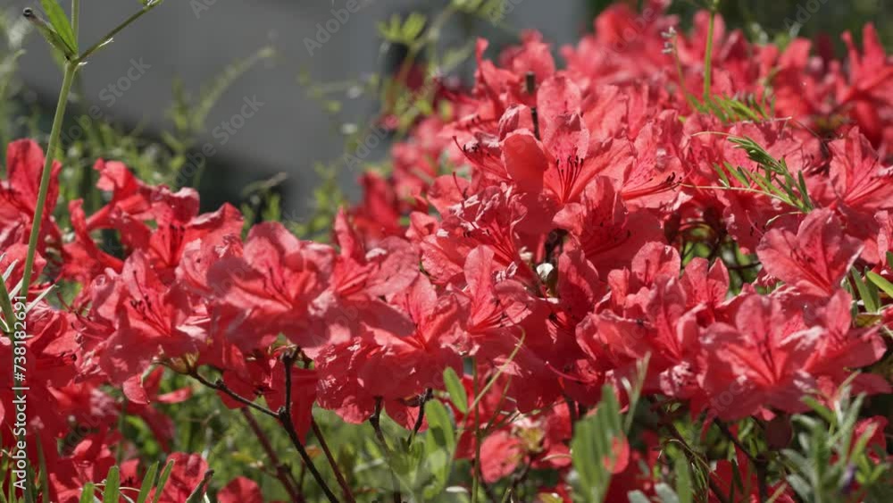 Beautiful flowers of Azalea in spring Beautiful flowers of Azalea in spring