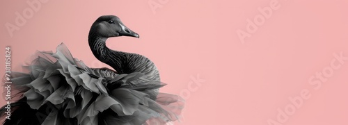 Beautiful majestic portrait of a black swan goose wearing a frill on its neck, banner with copyspace for text photo