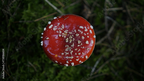 Pilz im Wald