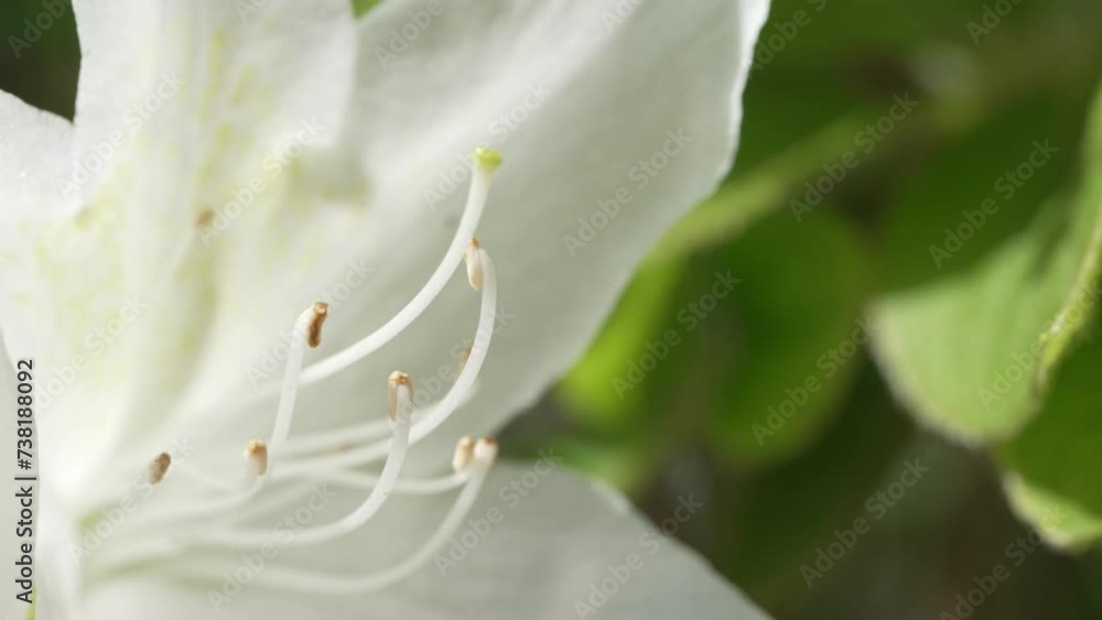 Beautiful flowers of Azalea in spring Beautiful flowers of Azalea in spring