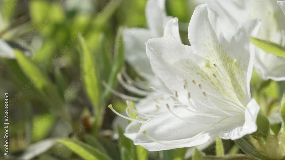 Beautiful flowers of Azalea in spring Beautiful flowers of Azalea in spring