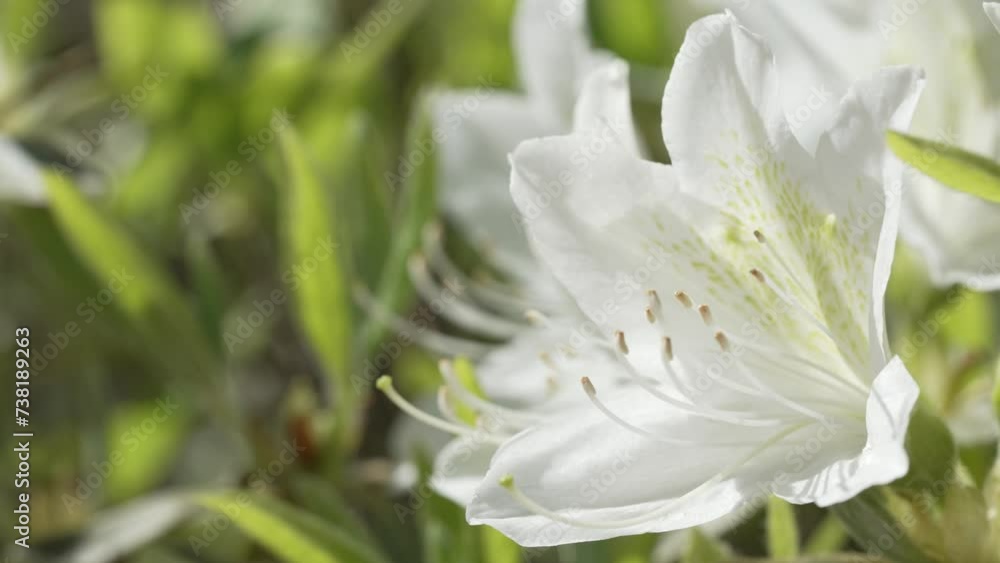 Beautiful flowers of Azalea in spring Beautiful flowers of Azalea in spring