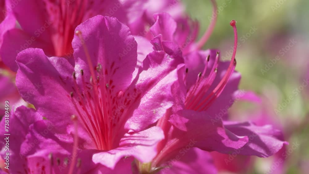 Beautiful flowers of Azalea in spring Beautiful flowers of Azalea in spring