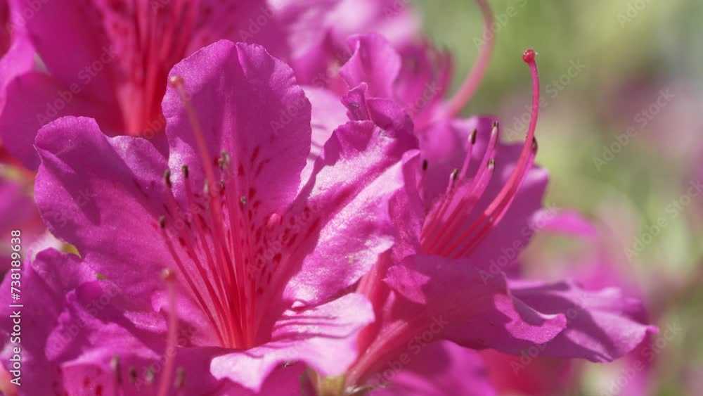 Beautiful flowers of Azalea in spring Beautiful flowers of Azalea in spring