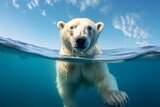 A polar bear swimming in the water